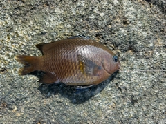 スズメダイの釣果