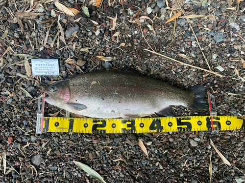 ニジマスの釣果