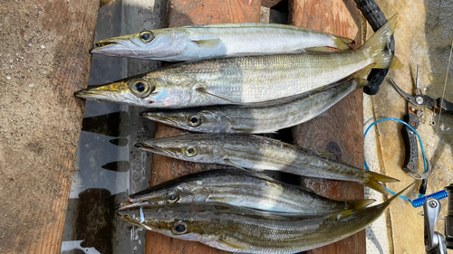 カマスの釣果