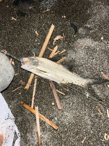 ツバメコノシロの釣果