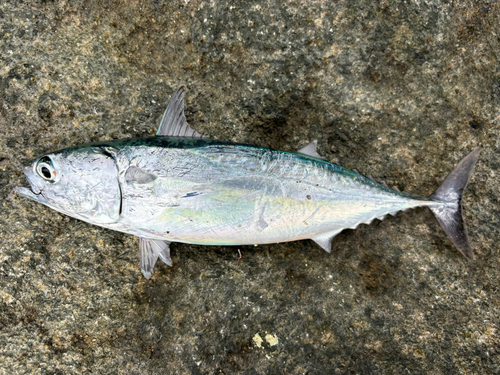 カツオの釣果