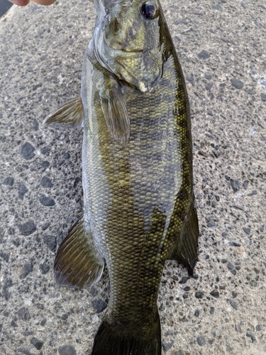 スモールマウスバスの釣果