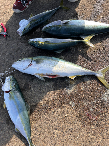 ワラサの釣果