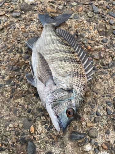 クロダイの釣果