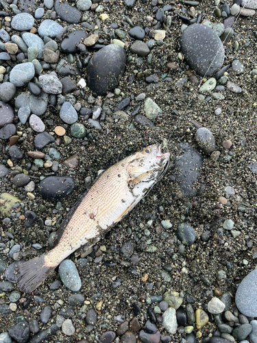 イシモチの釣果