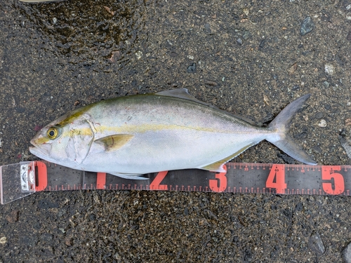 ショゴの釣果