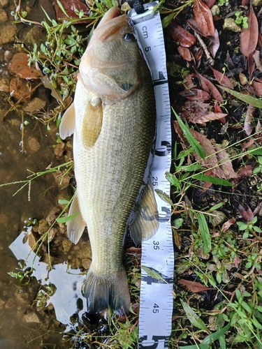 ブラックバスの釣果