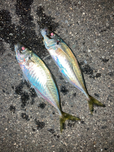 マアジの釣果