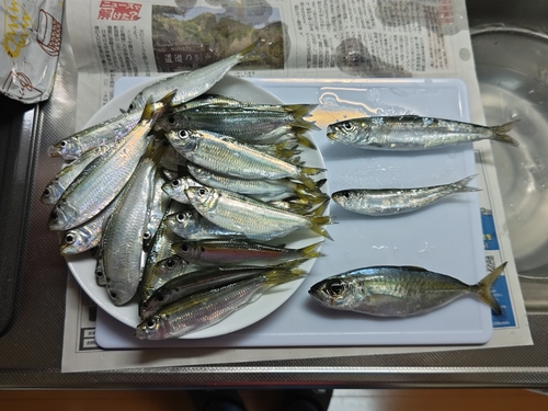 サッパの釣果