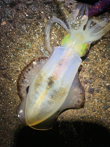 アオリイカの釣果