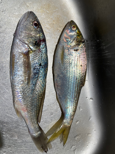 イシモチの釣果