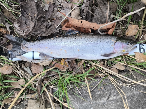 ニジマスの釣果