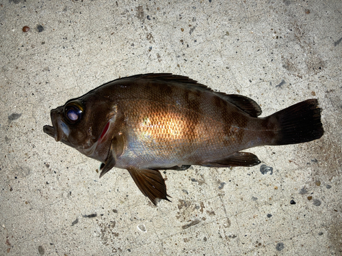 メバルの釣果