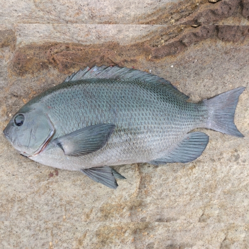 メジナの釣果