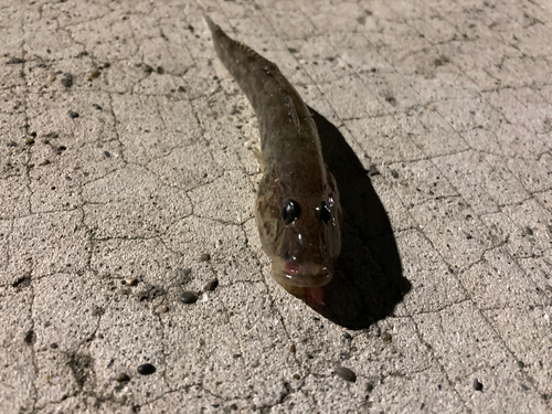 マハゼの釣果