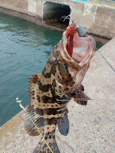 チャイロマルハタの釣果