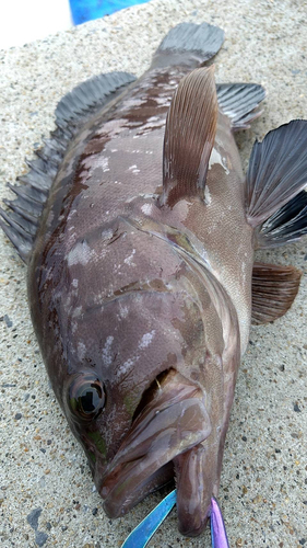 マハタの釣果