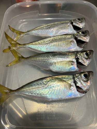 アジの釣果