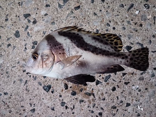 コショウダイの釣果