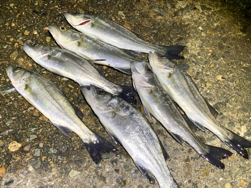 シーバスの釣果