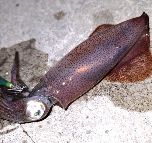 マメイカの釣果