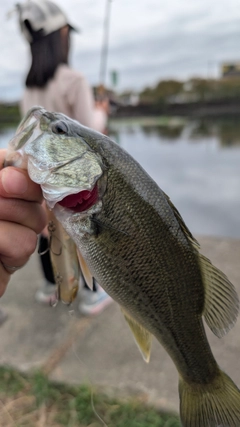 ラージマウスバスの釣果