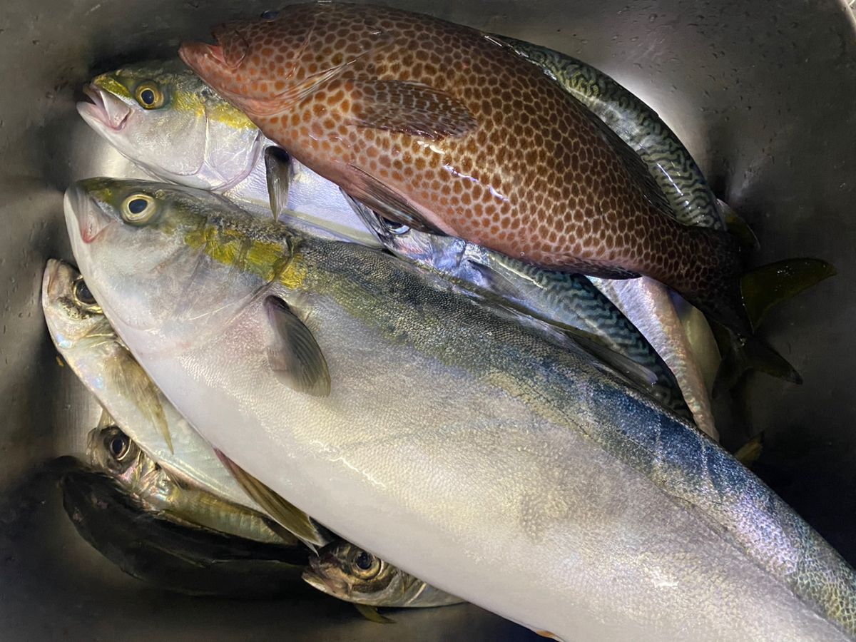 ほかちんさんの釣果 3枚目の画像