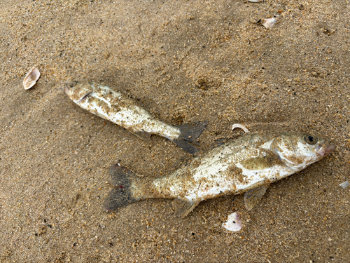 シーバスの釣果