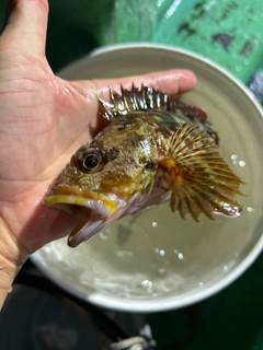 カサゴの釣果