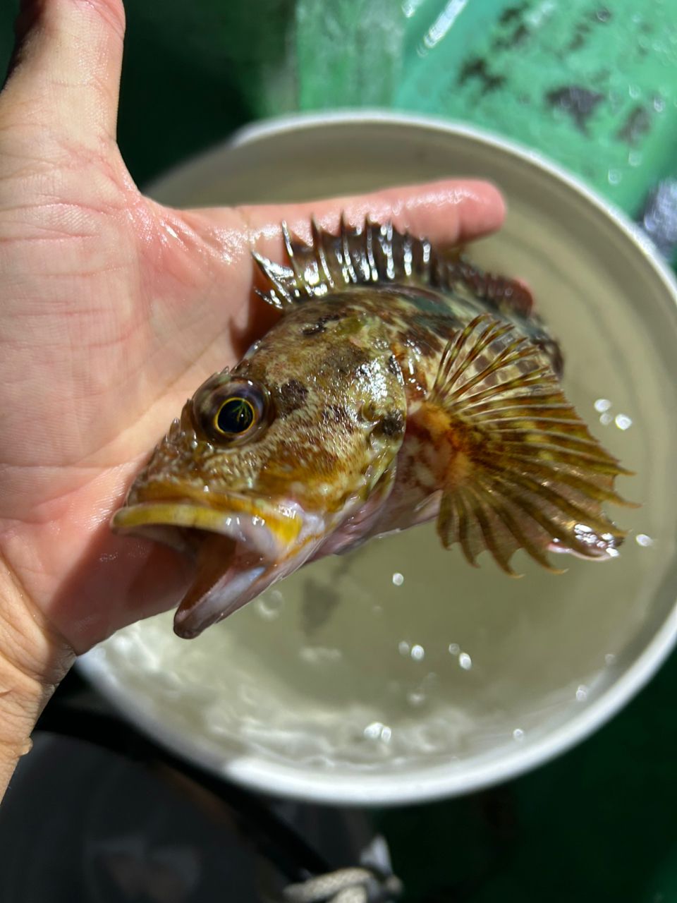 みき0110さんの釣果 1枚目の画像