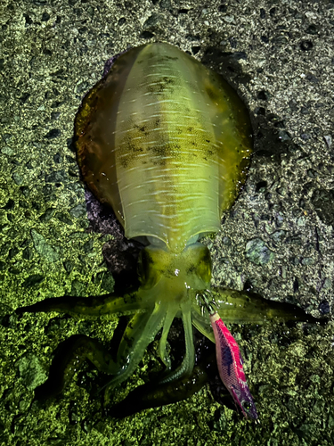 アオリイカの釣果