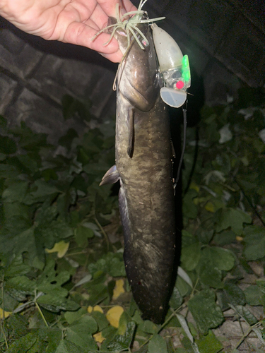 マナマズの釣果