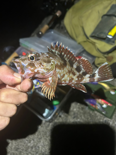 カサゴの釣果