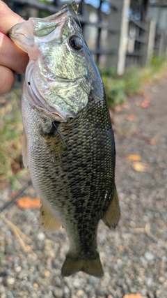 ラージマウスバスの釣果