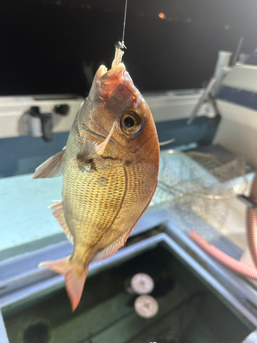 マダイの釣果