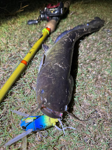 ナマズの釣果