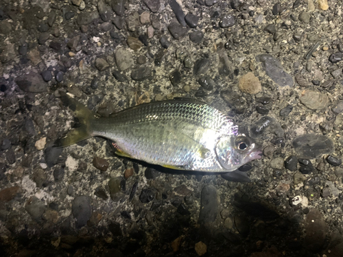 ウミタナゴの釣果