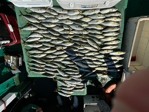 ハマチの釣果