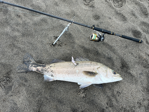 スズキの釣果