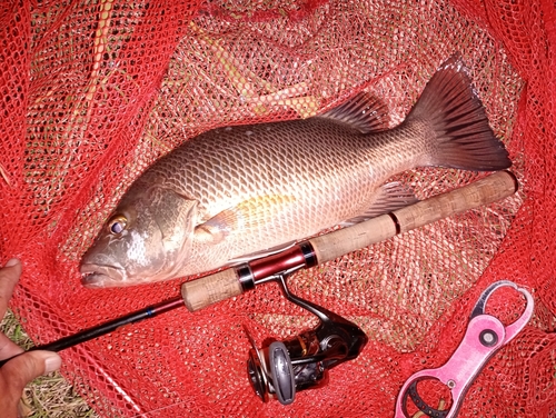 ゴマフエダイの釣果