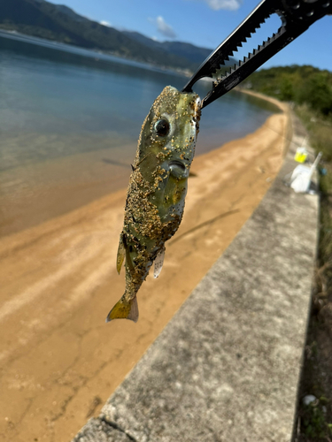 シロサバフグの釣果