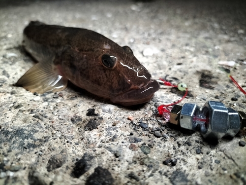 ハゼの釣果