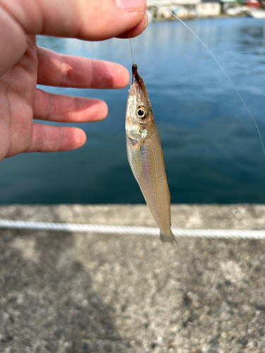 キスの釣果