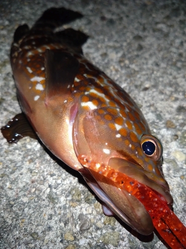 アコウの釣果