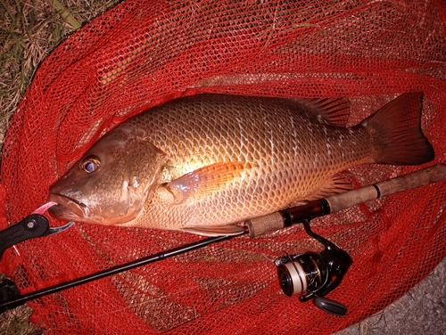 ゴマフエダイの釣果