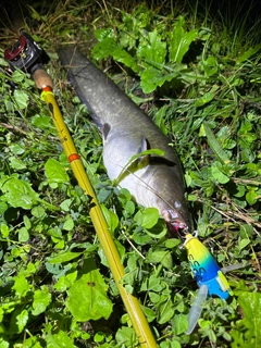 ナマズの釣果