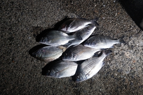 クロダイの釣果