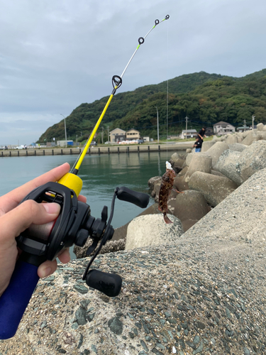 カサゴの釣果