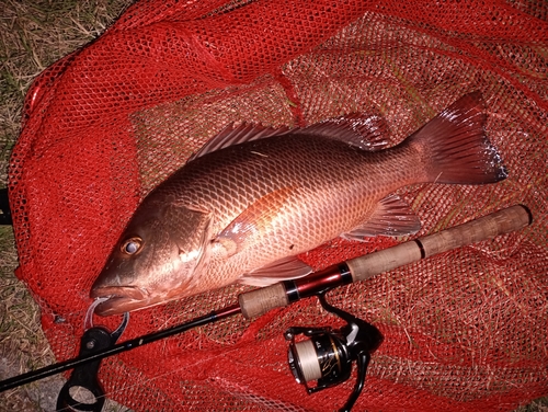 ゴマフエダイの釣果