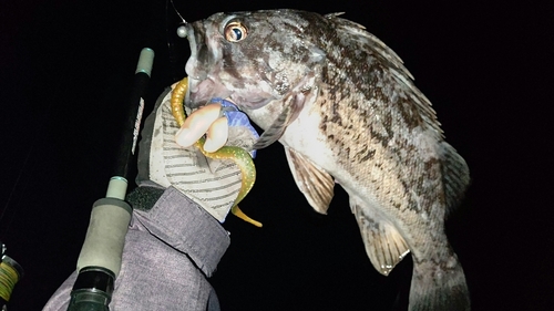 クロソイの釣果